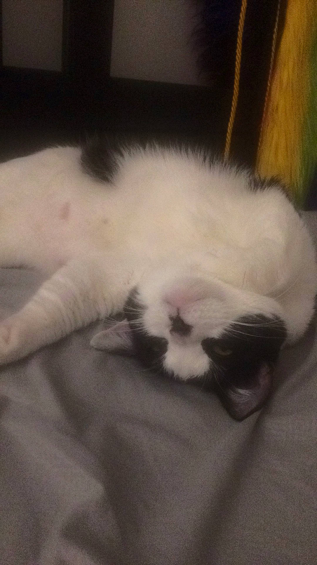 Doom is registered to the contest to win money with this photo: canidae, carnivore, cat, claw, comfort, companion_dog, dog_breed, domestic_short_haired_cat, eye, felidae, foot, fur, nap, paw, small_to_medium_sized_cats, snout, sporting_group, tail, terrestrial_animal, whiskers