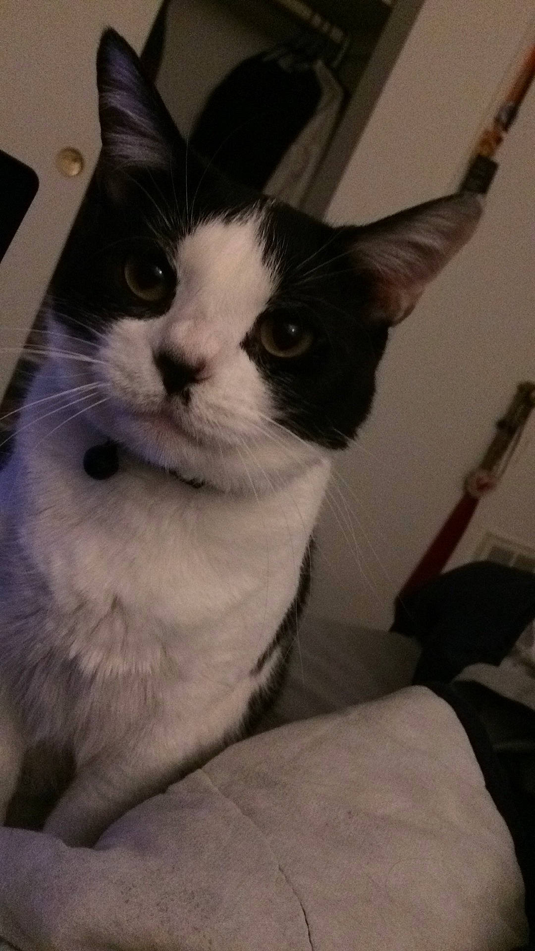 Doom joined the competition — help win amazing prizes! carnivore, cat, comfort, domestic_short_haired_cat, door, felidae, fur, paw, small_to_medium_sized_cats, tail, whiskers, window