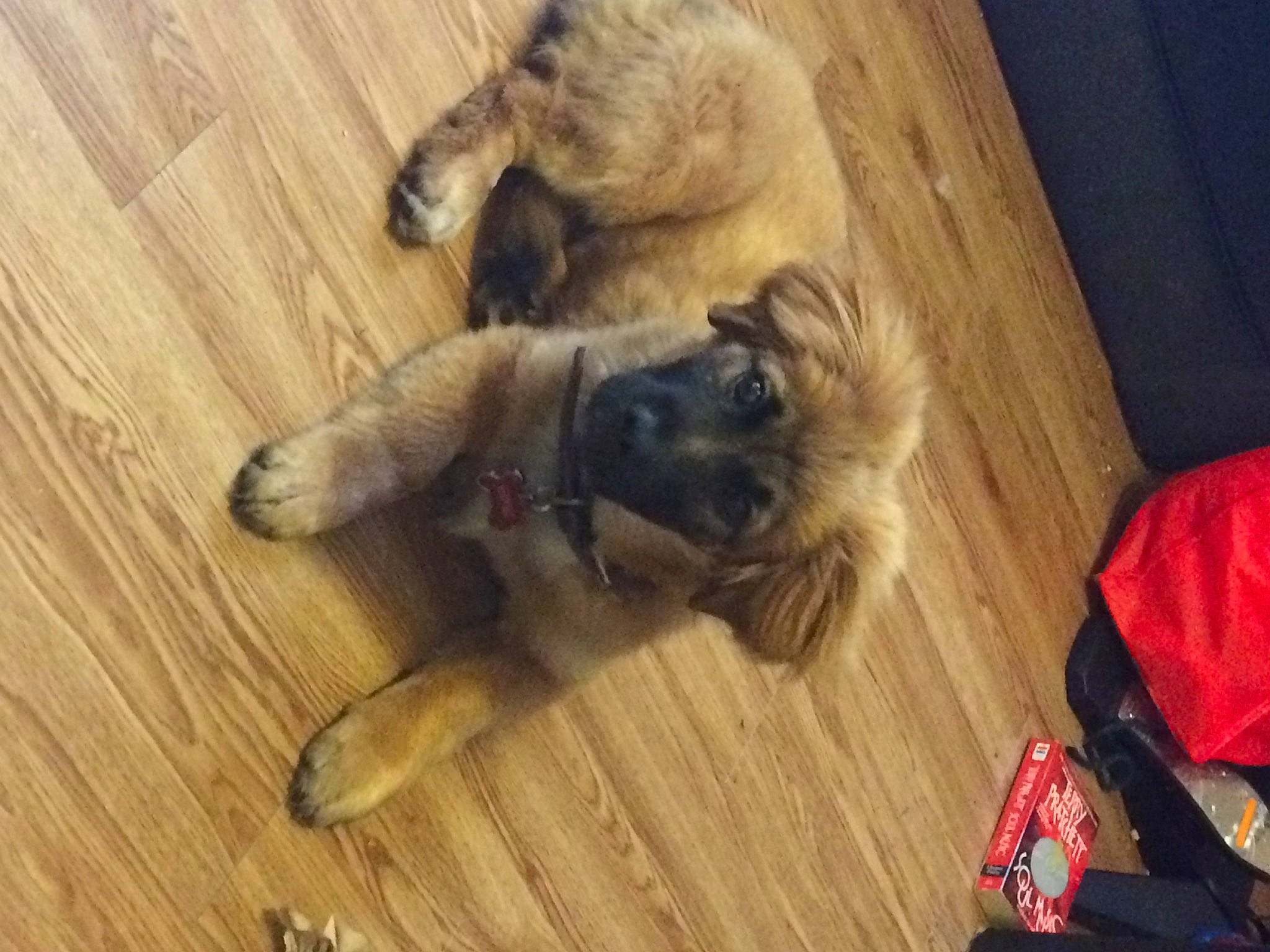 Gimli joined the competition — help win amazing prizes! carmine, carnivore, companion_dog, dog, dog_breed, estrela_mountain_dog, fawn, floor, flooring, hardwood, laminate_flooring, paw, plank, plywood, toy_dog, varnish, wood, wood_flooring, wood_stain, working_animal