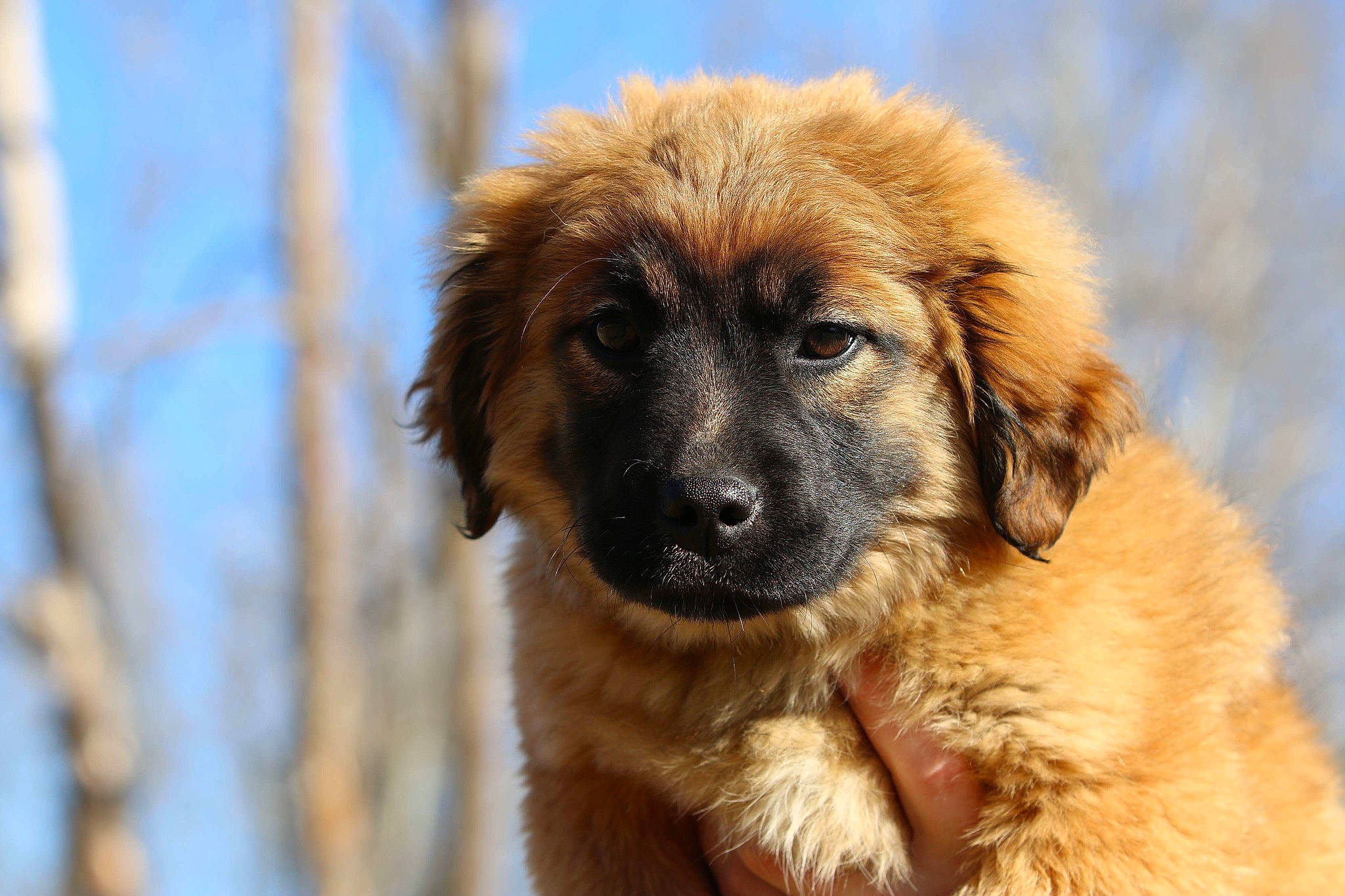 Gimli is registered to the contest to win money with this photo: ancient_dog_breeds, canidae, carnivore, companion_dog, dog, dog_breed, fawn, fur, giant_dog_breed, guard_dog, liver, snout, sporting_group, terrestrial_animal, tree, whiskers, wildlife, working_dog