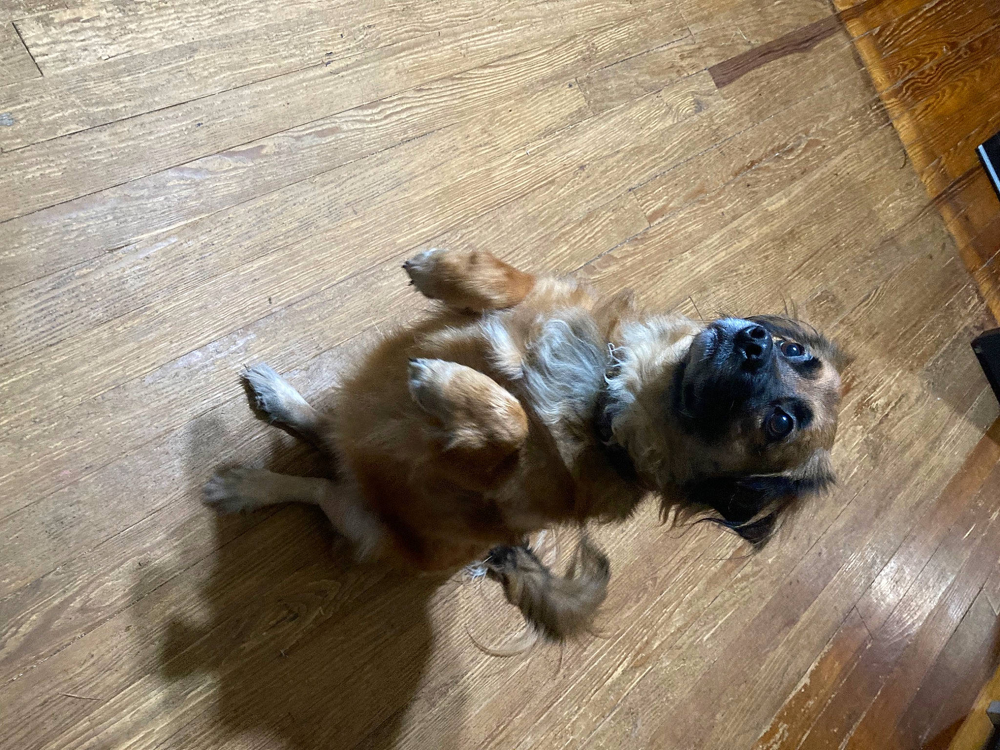 Gimli joined the competition — help win amazing prizes! canidae, carnivore, companion_dog, dog, dog_breed, fawn, flooring, hardwood, liver, paw, pet_supply, plank, snout, terrestrial_animal, toy_dog, varnish, wood, wood_flooring, wood_stain, working_animal