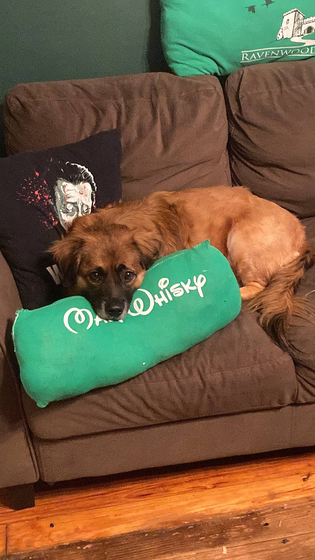 Gimli joined the competition — help win amazing prizes! brown, canidae, carnivore, comfort, companion_dog, couch, dog, dog_breed, dog_supply, fawn, flooring, fur, green, hardwood, linens, liver, pet_supply, rectangle, sporting_group, working_animal