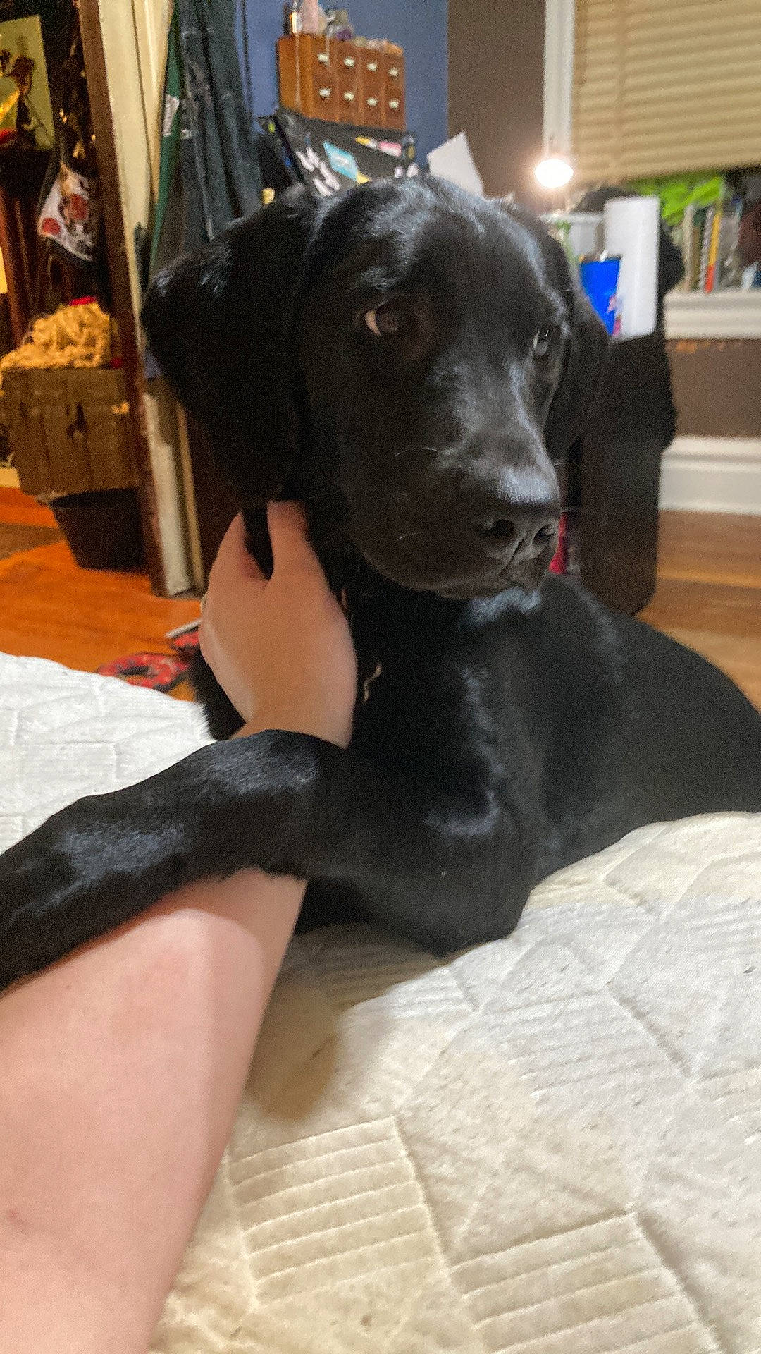 Arwen is registered to the contest to win money with this photo: bookcase, borador, canidae, carnivore, collar, comfort, companion_dog, dog, dog_breed, dog_collar, fawn, foot, fur, gun_dog, human_leg, shelf, snout, sporting_group, whiskers, working_animal