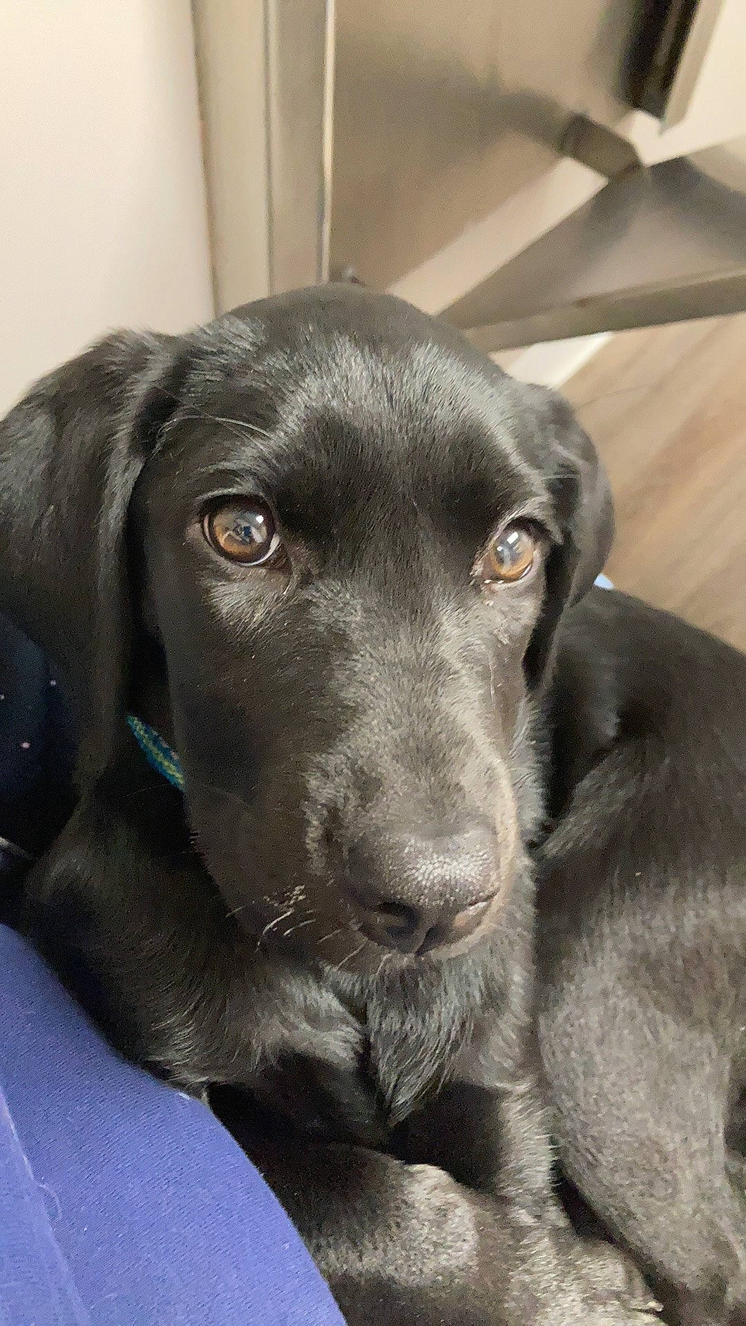 Arwen is registered to the contest to win money with this photo: borador, canidae, carnivore, companion_dog, dog, dog_breed, eye, fur, gun_dog, hunting_dog, labrador_retriever, liver, pointing_breed, puppy, retriever, snout, sporting_group, terrestrial_animal, whiskers, working_animal