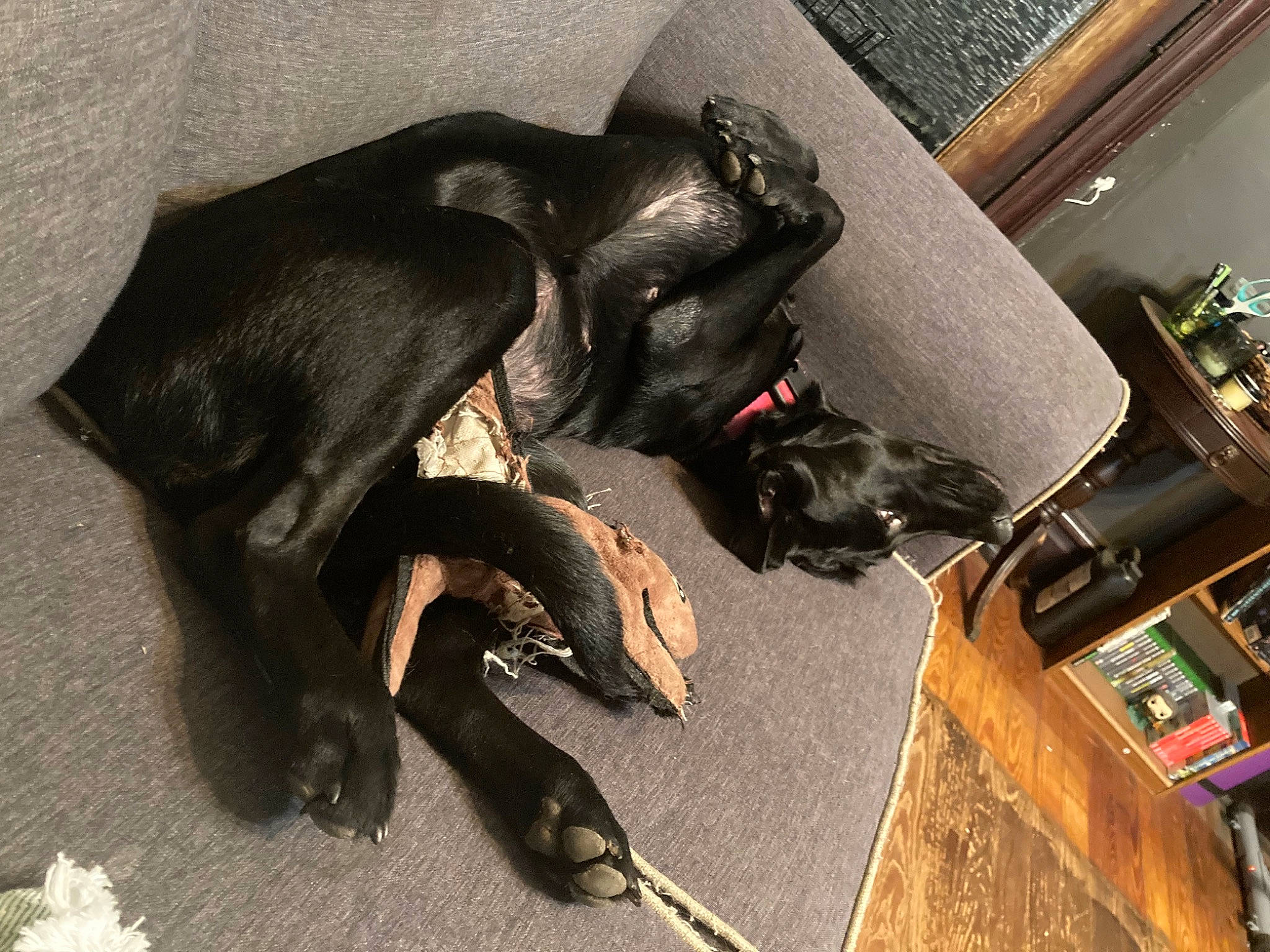 Arwen joined the competition — help win amazing prizes! canidae, carnivore, claw, comfort, companion_dog, dog, dog_breed, fashion_accessory, felidae, fur, guard_dog, hardwood, metal, personal_protective_equipment, room, sporting_group, tail, toy_dog, wire, working_animal