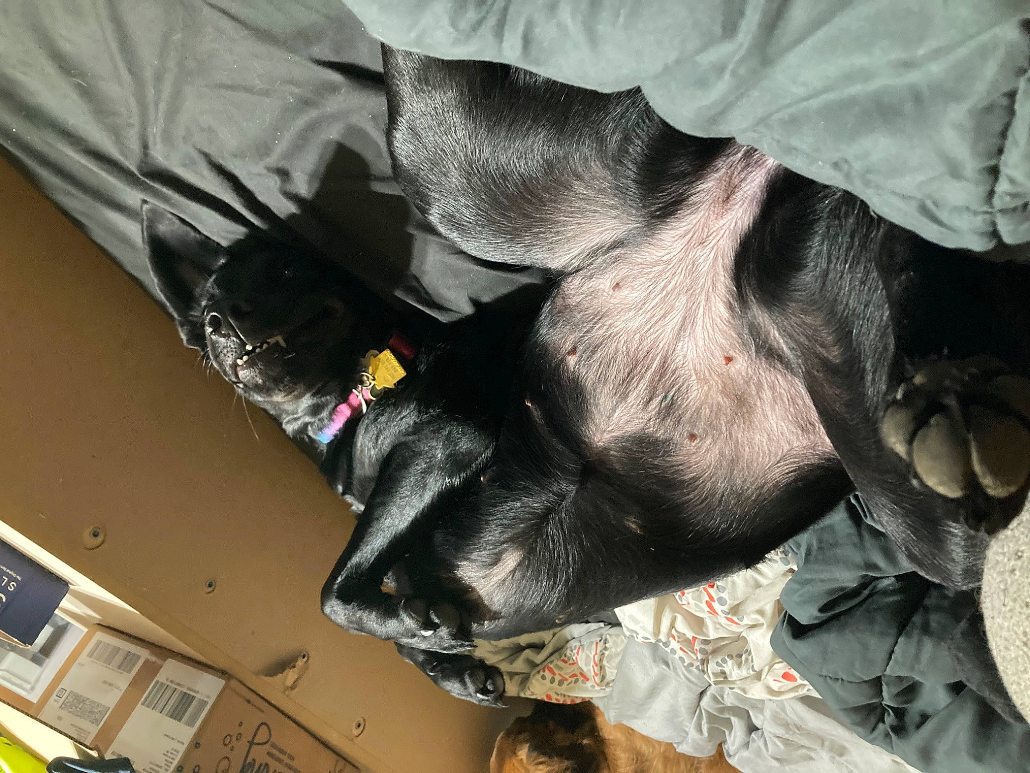 Arwen is registered to the contest to win money with this photo: carmine, carnivore, claw, comfort, companion_dog, dog, dog_breed, fur, guard_dog, human_leg, natural_material, non_sporting_group, sporting_group, tail, whiskers, window, working_animal