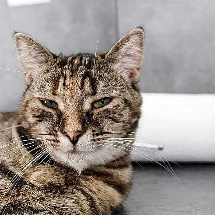 Iris participe au concours pour gagner de l'argent avec cette photo : abyssinian, angora, animal, cat, egyptiancat, kitten, manx, pet, snout