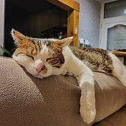 Opale participe au concours pour gagner de l'argent avec cette photo : cat, sleeping, tabby, white_fur, paw, couch, indoor, cozy, relaxed, pet, feline, living_room, furniture, domestic_animal, resting, soft_texture, whiskers, ears, nose, close_up