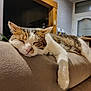 cat, sleeping, tabby, white_fur, paw, couch, indoor, cozy, relaxed, pet, feline, living_room, furniture, domestic_animal, resting, soft_texture, whiskers, ears, nose, close_up