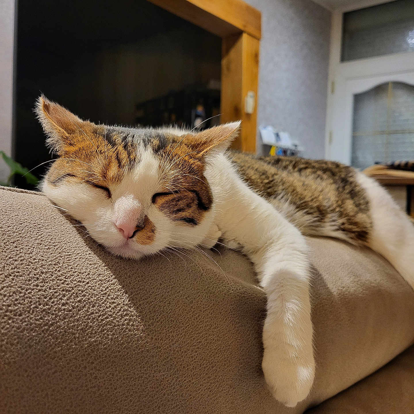 Opale participe au concours pour gagner de l'argent avec cette photo : cat, close_up, couch, cozy, domestic_animal, ears, feline, furniture, indoor, living_room, nose, paw, pet, relaxed, resting, sleeping, soft_texture, tabby, whiskers, white_fur