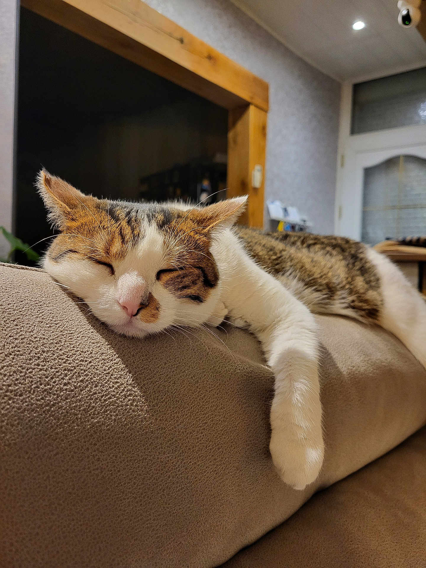 Opale participe au concours pour gagner de l'argent avec cette photo : cat, sleeping, tabby, white_fur, paw, couch, indoor, cozy, relaxed, pet, feline, living_room, furniture, domestic_animal, resting, soft_texture, whiskers, ears, nose, close_up