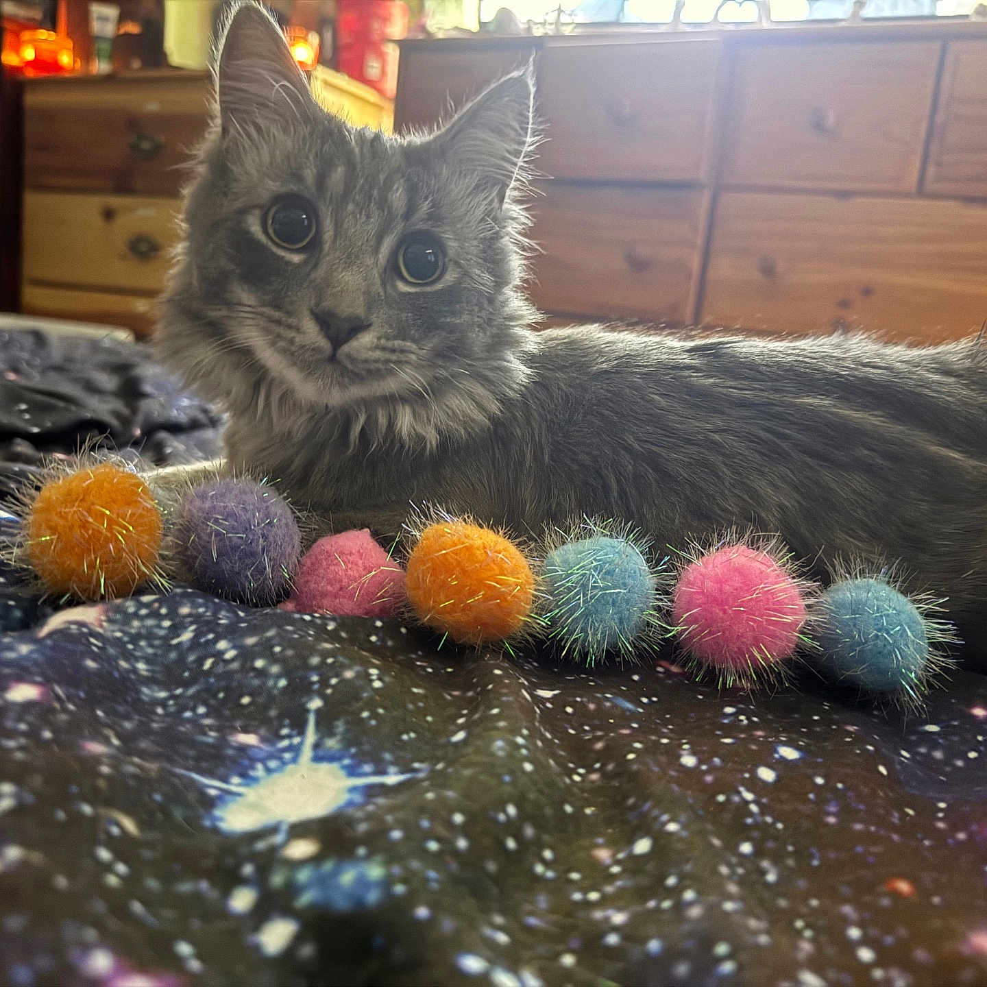 Shadow joined the competition — help win amazing prizes! animal, bed, blanket, cat, colorful, cozy, cute, eyes, fur, furniture, furry, galaxy_pattern, gray_cat, indoor, pet, playful, pom_poms, resting, toy, whiskers