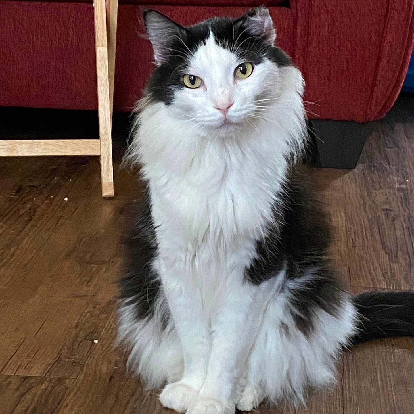 Moochi joined the competition — help win amazing prizes! animal, black_and_white, calm, cat, curious, cute, domestic, eyes, fluffy, fur, furniture, home, indoor, pet, portrait, red_couch, sitting, tail, whiskers, wooden_floor