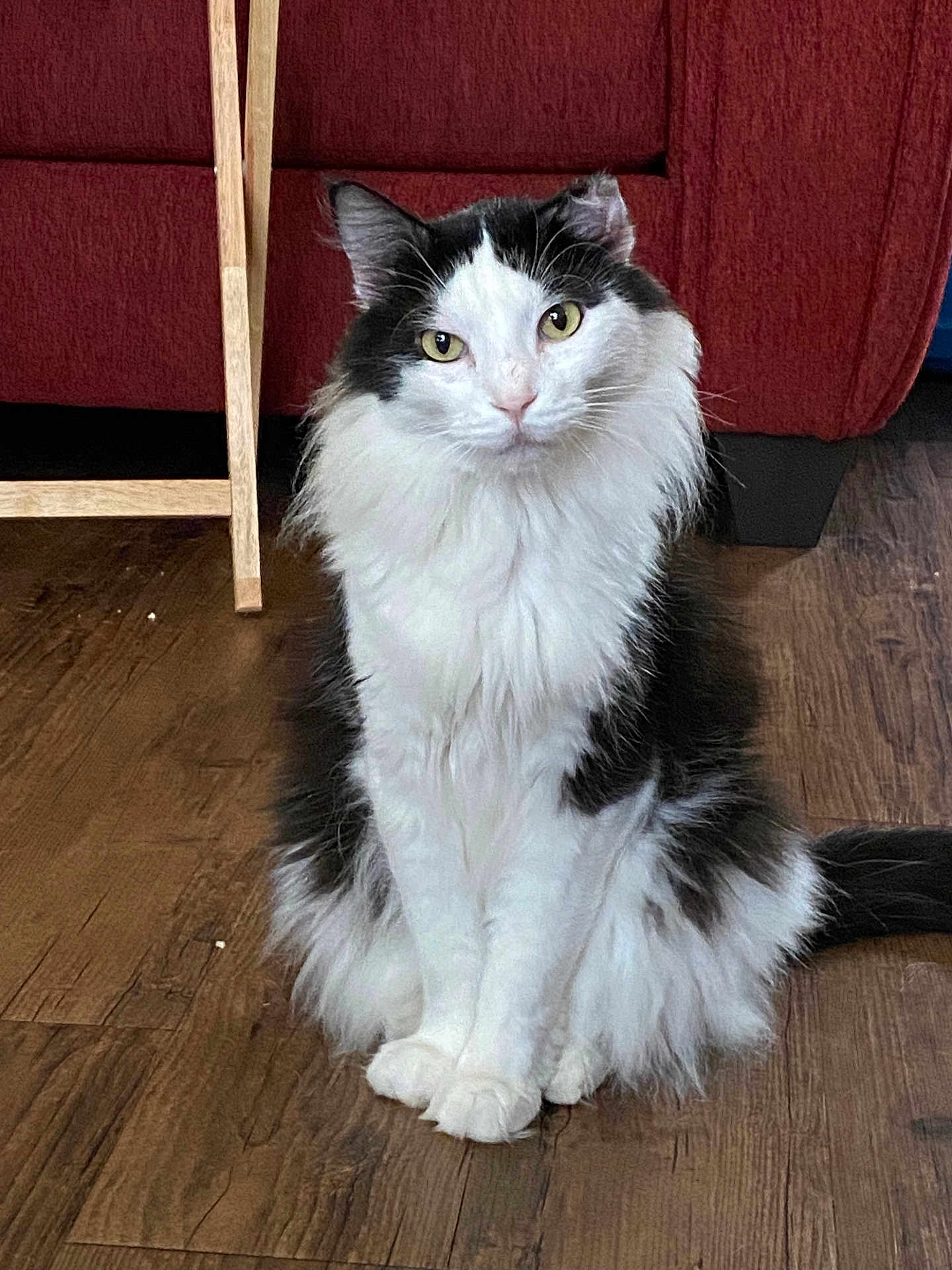 Moochi joined the competition — help win amazing prizes! cat, black_and_white, fluffy, sitting, indoor, wooden_floor, furniture, red_couch, pet, animal, domestic, cute, fur, whiskers, eyes, tail, calm, curious, portrait, home