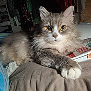 Saphir participe au concours pour gagner de l'argent avec cette photo : cat, fluffy, gray, white, yellow_eyes, paw, bed, book, sticky_notes, indoor, shelf, clothes, cozy, resting, curious, feline, fur, close_up, animal, pet