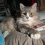 cat, fluffy, gray, white, yellow_eyes, paw, bed, book, sticky_notes, indoor, shelf, clothes, cozy, resting, curious, feline, fur, close_up, animal, pet