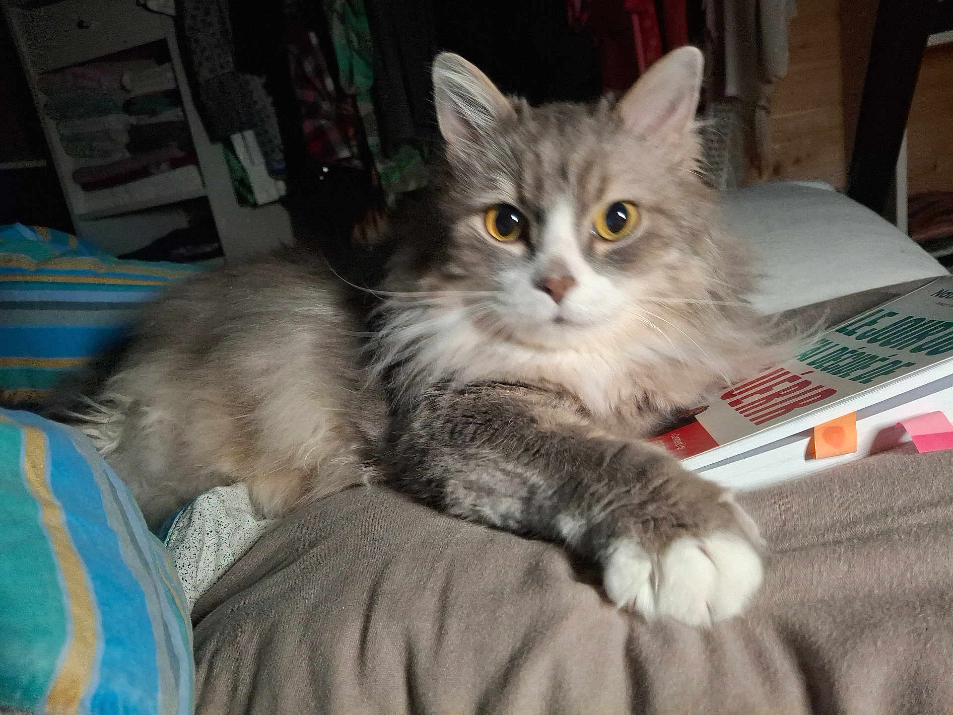 Saphir participe au concours pour gagner de l'argent avec cette photo : cat, fluffy, gray, white, yellow_eyes, paw, bed, book, sticky_notes, indoor, shelf, clothes, cozy, resting, curious, feline, fur, close_up, animal, pet