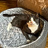 Buddy is registered to the contest to win money with this photo: cat, tuxedo_cat, pet_bed, indoor, cozy, fur, animal, resting, floor, wooden_floor, relaxed, looking_at_camera, white_paws, whiskers, ears, eyes, home, soft_texture, comfort, feline