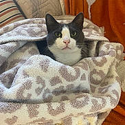 Buddy is registered to the contest to win money with this photo: cat, tuxedo_cat, blanket, cozy, indoor, pet, fur, animal, cute, snug, patterned_blanket, resting, warm_colors, texture, soft, comfort, domestic, whiskers, face, ears