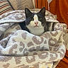 cat, tuxedo_cat, blanket, cozy, indoor, pet, fur, animal, cute, snug, patterned_blanket, resting, warm_colors, texture, soft, comfort, domestic, whiskers, face, ears