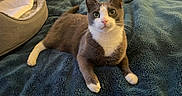 Buddy joined the competition — help win amazing prizes! cat, tuxedo_cat, pet_bed, blanket, indoor, feline, animal, cute, resting, cozy, fur, whiskers, alert, paws, bedroom, soft, texture, domestic, companion, relaxed