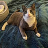 cat, tuxedo_cat, pet_bed, blanket, indoor, feline, animal, cute, resting, cozy, fur, whiskers, alert, paws, bedroom, soft, texture, domestic, companion, relaxed