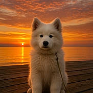 Kinou participe au concours pour gagner de l'argent avec cette photo : animal, calm, clouds, cute, dog, fluffy, lake, leash, nature, orange_sky, outdoor, peaceful, pet, puppy, sitting, sky, sun, sunset, water, wooden_dock