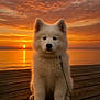 animal, calm, clouds, cute, dog, fluffy, lake, leash, nature, orange_sky, outdoor, peaceful, pet, puppy, sitting, sky, sun, sunset, water, wooden_dock