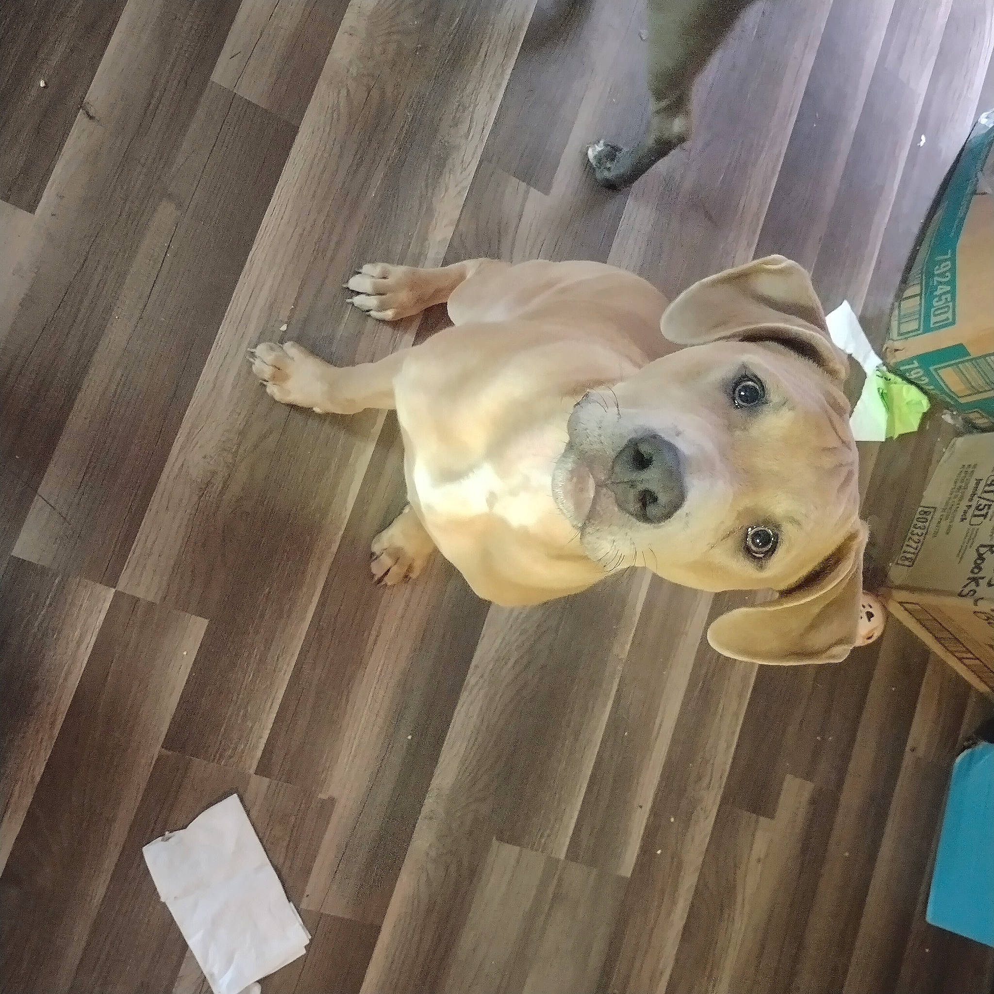 Hercules joined the competition — help win amazing prizes! carnivore, companion_dog, dog, dog_breed, door, fawn, floor, flooring, hardwood, metal, pet_supply, plank, sculpture, snout, sporting_group, tail, wood, wood_flooring, wood_stain, working_animal