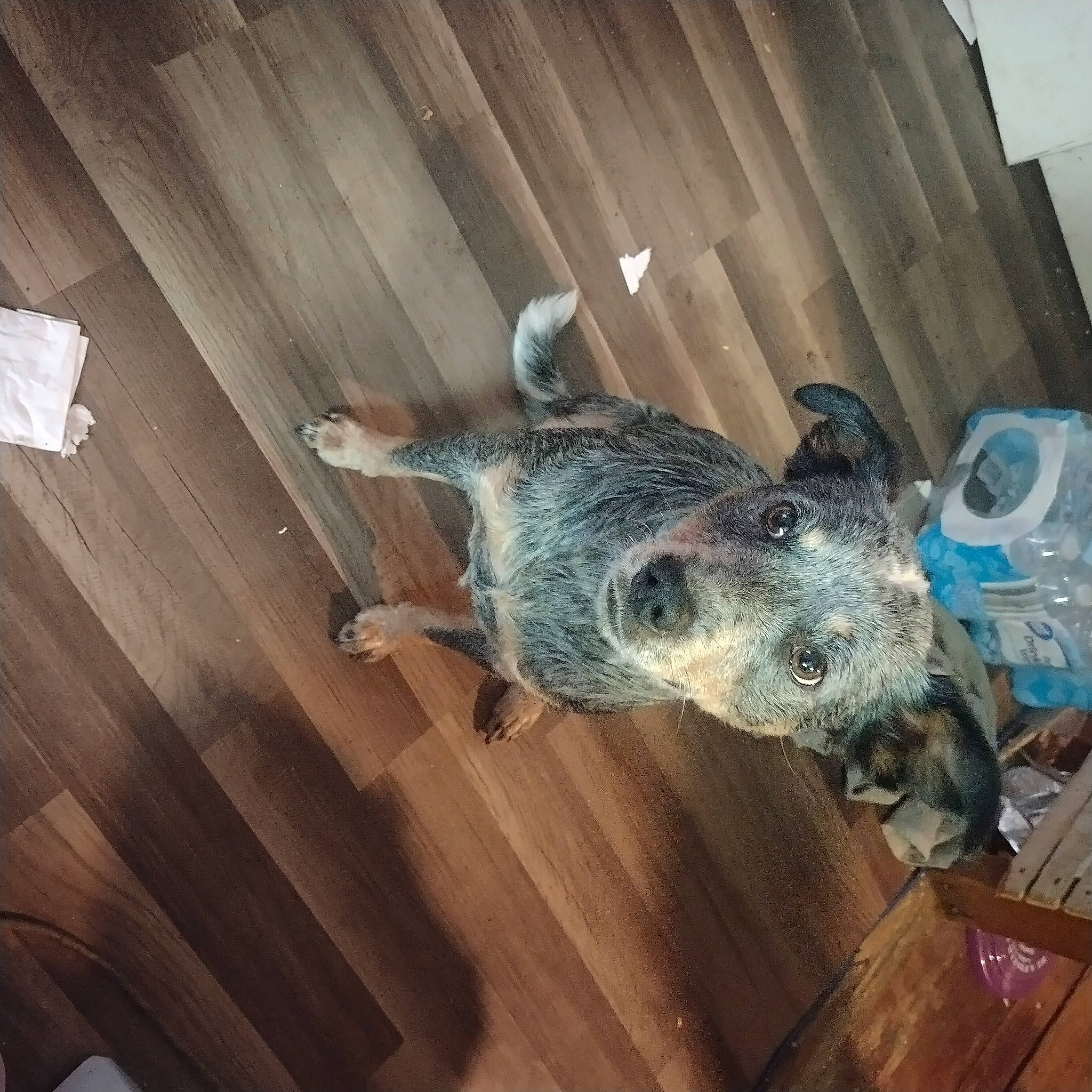 Gemma joined the competition — help win amazing prizes! art, building, ceiling, flooring, fur, hardwood, laminate_flooring, metal, plank, plywood, room, sculpture, snout, sporting_group, varnish, visual_arts, window, wood, wood_flooring, wood_stain