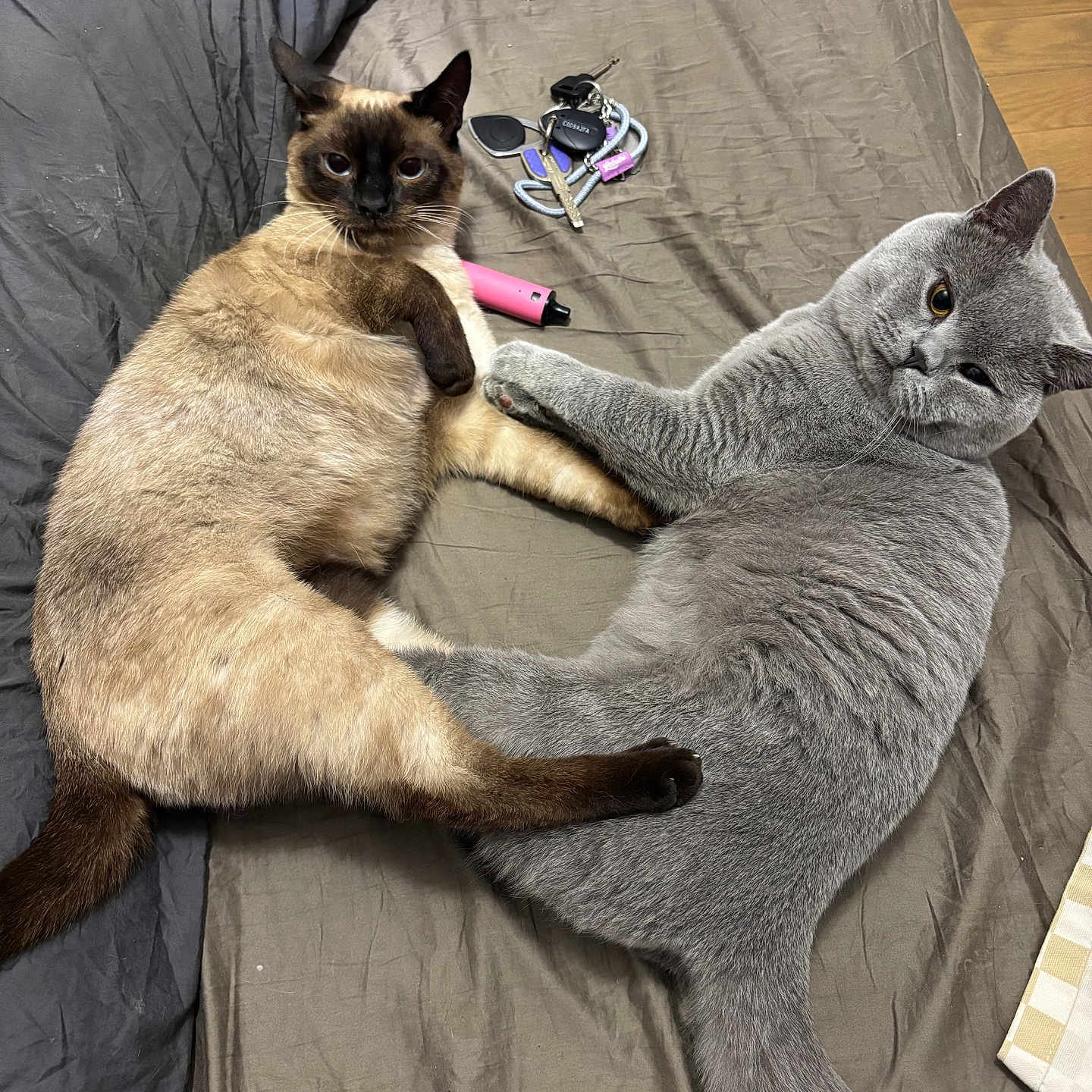 Galway And Wilson a rejoint le concours — aidez-le/la à gagner de superbes lots ! animal, bed, cat, companions, cute, domestic_animal, ears, feline, fur, gray_cat, indoor, keys, lying_down, pets, pink_gadget, relaxed, siamese_cat, tail, touching_paws, whiskers