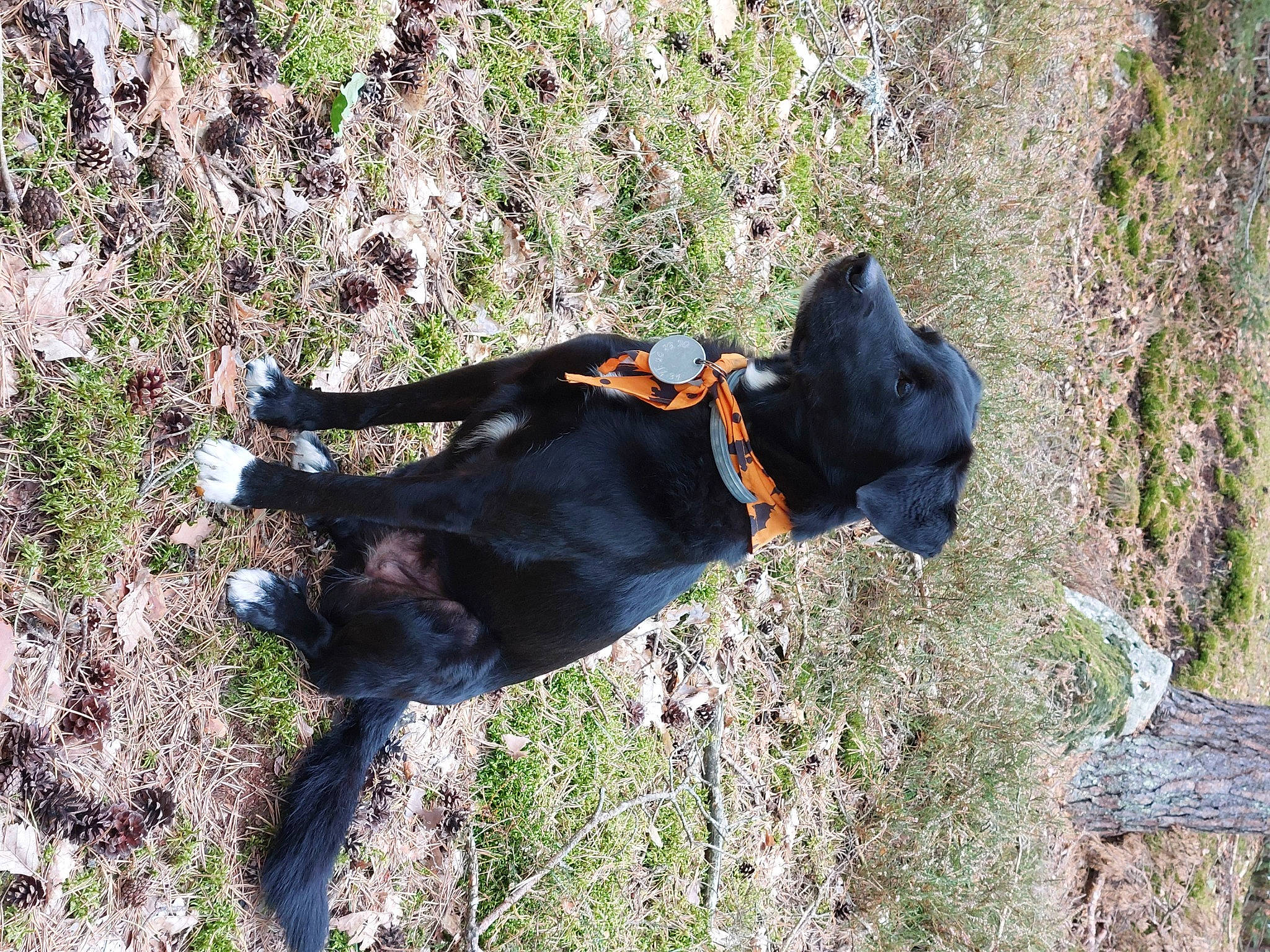 Volga a rejoint le concours — aidez-le/la à gagner de superbes lots ! adventure, carnivore, collar, dog, dog_breed, dog_collar, dog_hiking, dog_supply, grass, guard_dog, leash, pet_supply, plant, shadow, sporting_group, tail, terrestrial_animal, tree, working_animal, working_dog