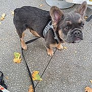 Aldo Allarousse a rejoint le concours — aidez-le/la à gagner de superbes lots ! animal, autumn_leaves, background, canine, closeup, curious, cute, dog, french_bulldog, harness, leash, outdoor, pavement, person, pet, puppy, shoe, street, walking, young