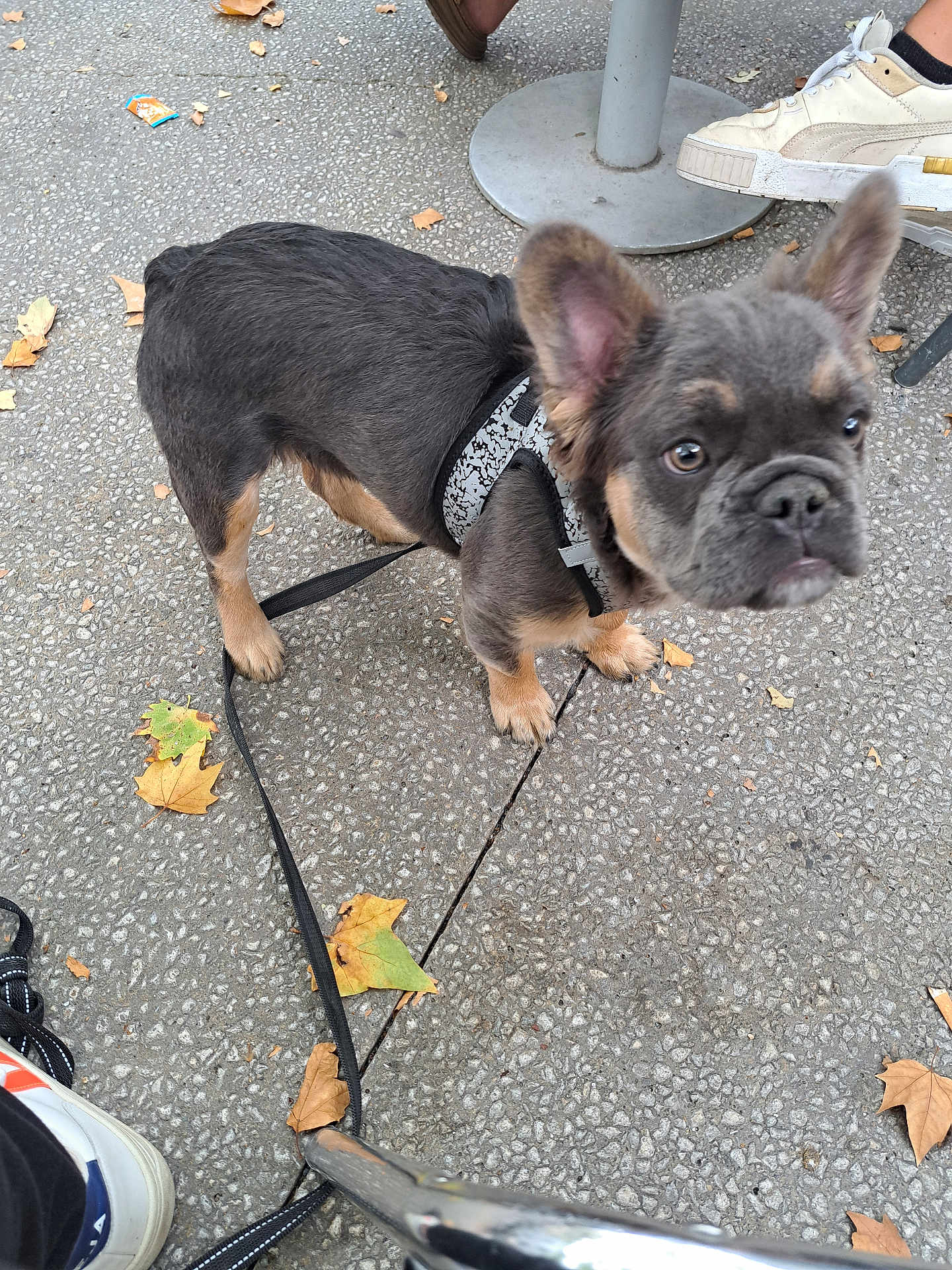 Aldo Allarousse a rejoint le concours — aidez-le/la à gagner de superbes lots ! animal, autumn_leaves, background, canine, closeup, curious, cute, dog, french_bulldog, harness, leash, outdoor, pavement, person, pet, puppy, shoe, street, walking, young