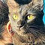 animal, brown_cat, cat, closeup, comfort, curious, detail, ear, face, feline, fur, indoor, looking_away, nose, person, pet, portrait, shoulder, whiskers, yellow_eyes