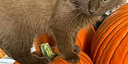 Henna-Moon joined the competition — help win amazing prizes! animal, autumn, basket, cat, curious, cute, domestic, fall, fur, green_eyes, home, indoor, kitten, lamp, orange, pet, pumpkin, table, whiskers, young