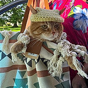 Chi-Chi joined the competition — help win amazing prizes! cat, orange_tabby, knitted_hat, bag, patterned_bag, person, hand, floral_dress, outdoor, greenery, trees, sunlight, feline, pet, cute, knitwear, fabric, colorful, summer, casual