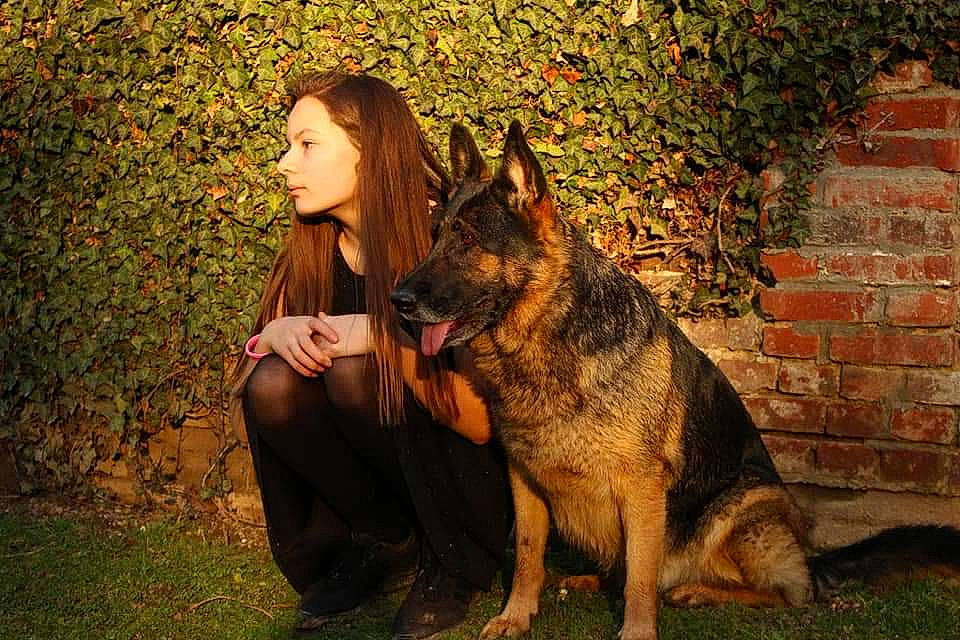 Gloria participe au concours pour gagner de l'argent avec cette photo : dog, dog_breed, dog_breed_group, dog_like_mammal, east_european_shepherd, fur, german_shepherd_dog, grass, king_shepherd, kunming_wolfdog, mammal, old_german_shepherd_dog, person, plant, police_dog, snout