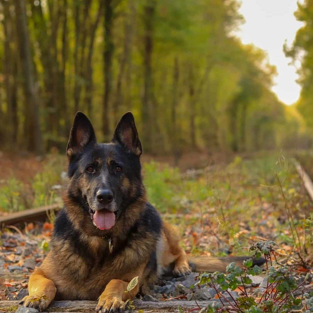 Gloria participe au concours pour gagner de l'argent avec cette photo : dog, dog_breed, dog_breed_group, dog_like_mammal, east_european_shepherd, german_shepherd_dog, grass, king_shepherd, kunming_wolfdog, mammal, old_german_shepherd_dog, plant, shiloh_shepherd_dog, snout, tervuren, tree