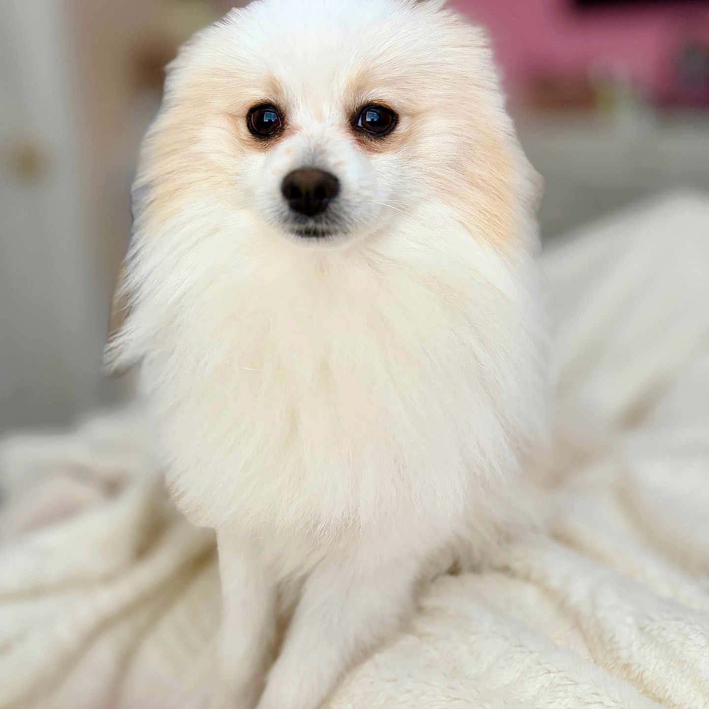 Mochi is registered to the contest to win money with this photo: dog, white_dog, fluffy, pet, indoors, blanket, soft_texture, cute, small_dog, animal, portrait, fur, sitting, companion, friendly, domestic_animal, household_pet, close_up, cute_pet, calm