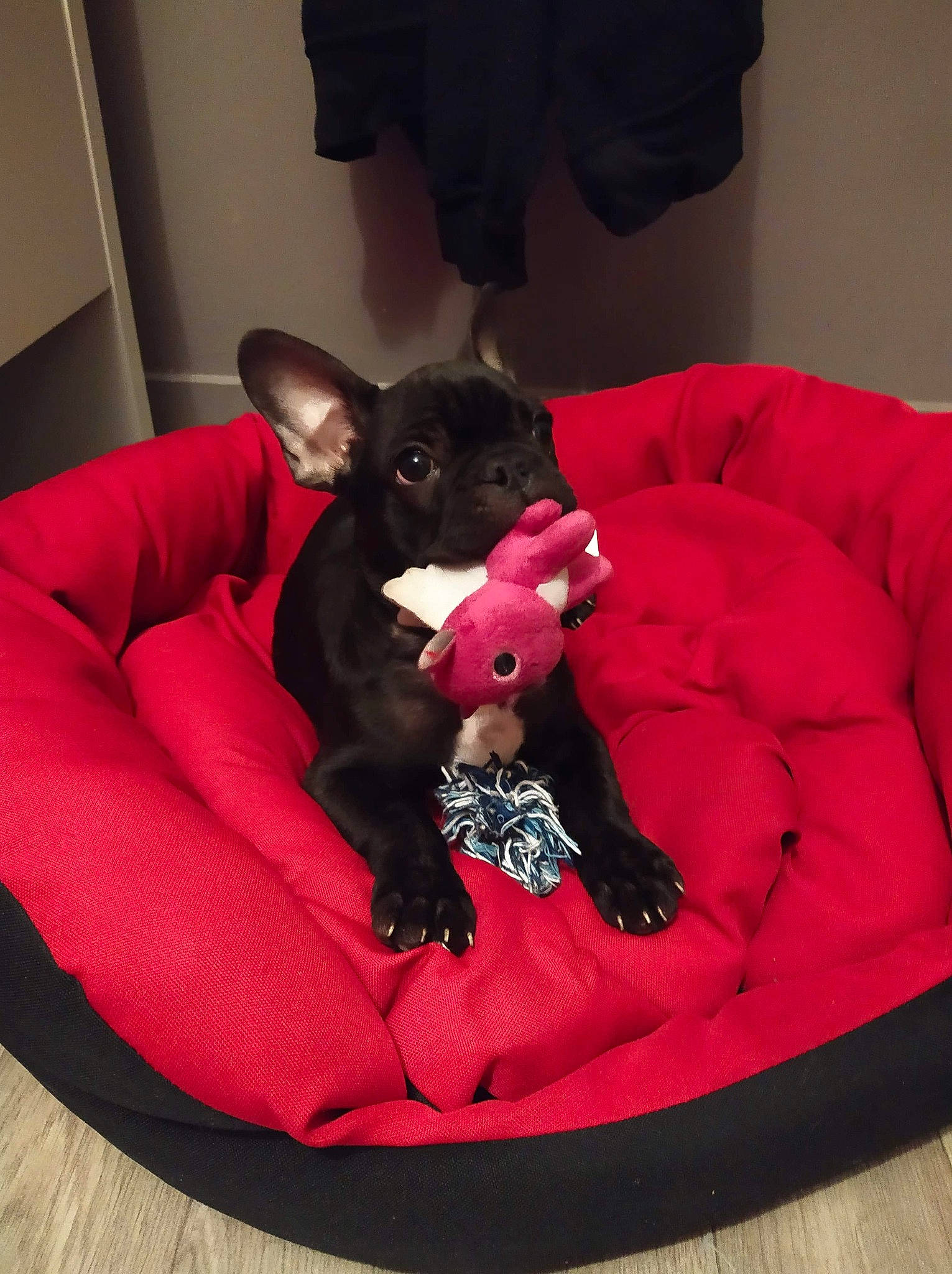 Daryl a rejoint le concours — aidez-le/la à gagner de superbes lots ! canidae, carnivore, chihuahua, companion_dog, couch, dog, dog_breed, ear, french_bulldog, furniture, mammal, non_sporting_group, pink, puppy, schipperke