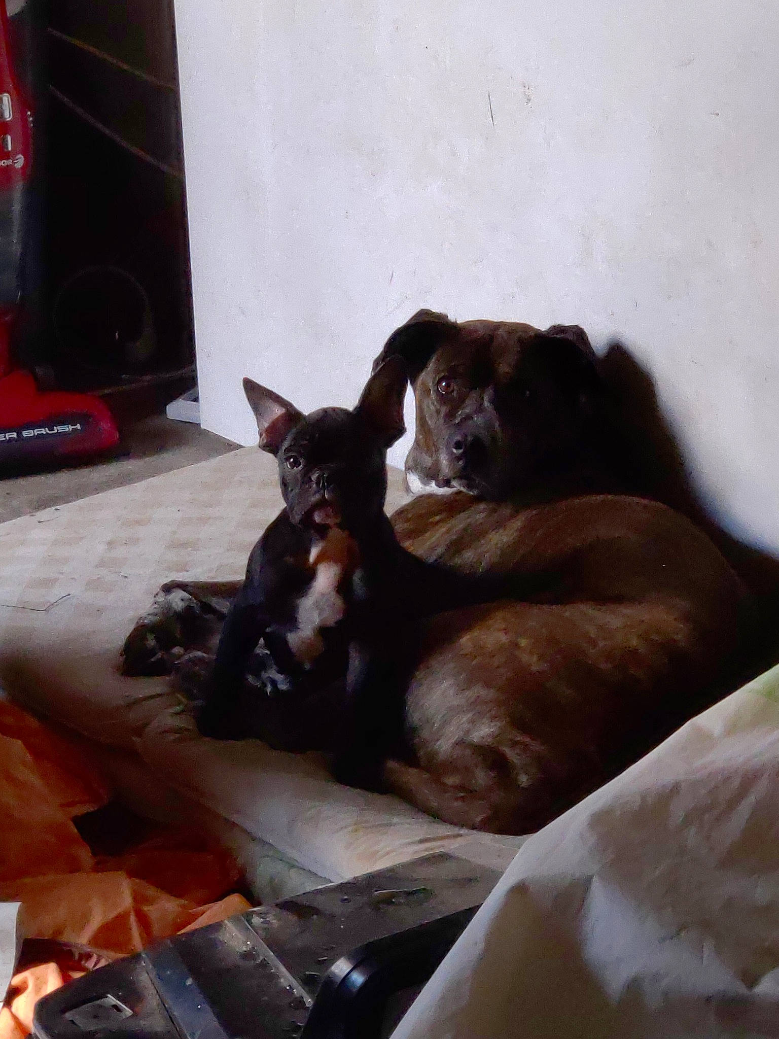 Daryl a rejoint le concours — aidez-le/la à gagner de superbes lots ! black_cat, burmese, canidae, carnivore, cat, dog_breed, fawn, felidae, havana_brown, small_to_medium_sized_cats, snout, whiskers