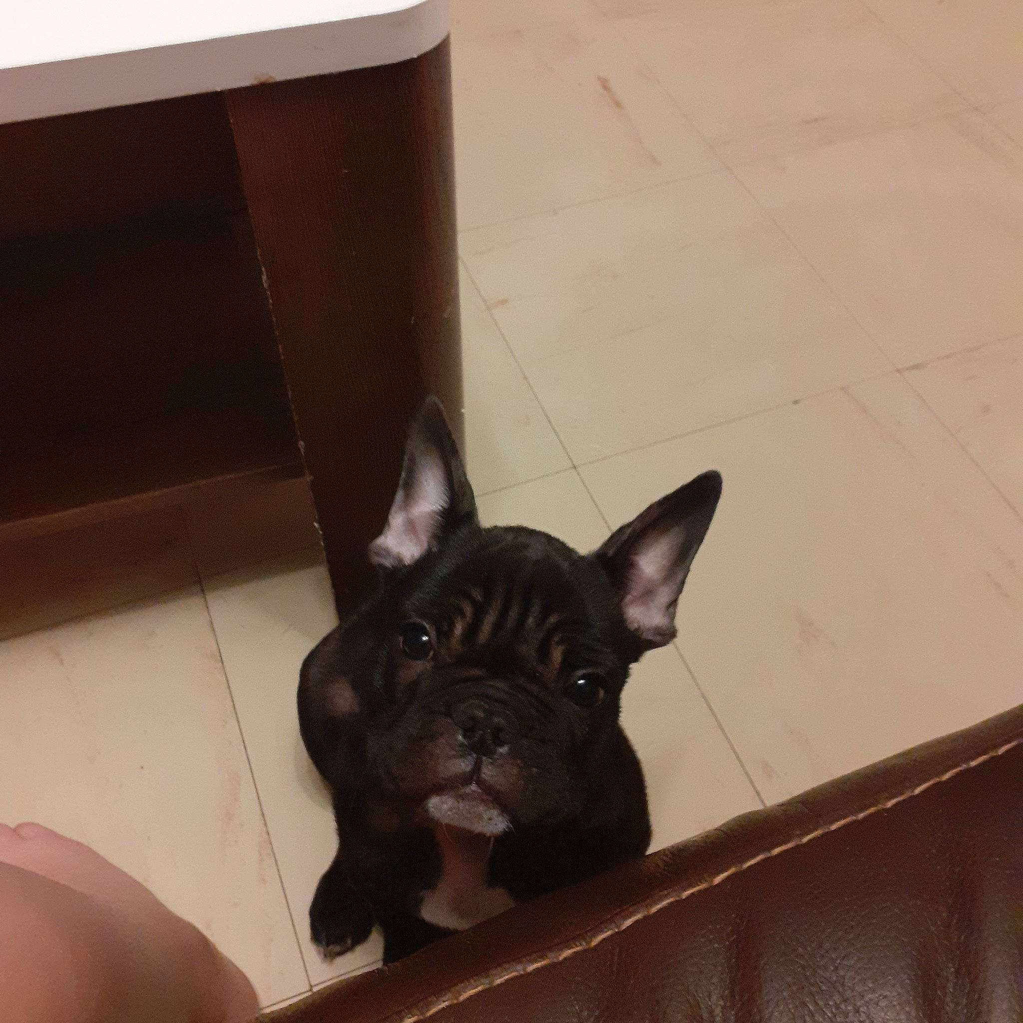 Daryl participe au concours pour gagner de l'argent avec cette photo : bulldog, canidae, carnivore, companion_dog, dog, dog_breed, ear, fawn, french_bulldog, mammal, non_sporting_group, puppy, snout, toy_bulldog, vertebrate