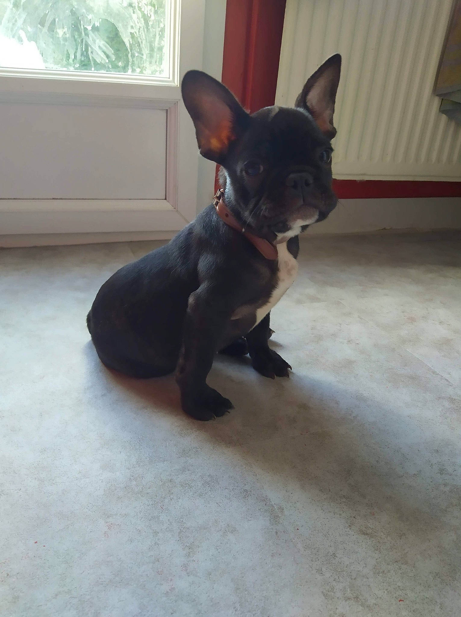 Daryl a rejoint le concours — aidez-le/la à gagner de superbes lots ! canidae, carnivore, chihuahua, companion_dog, dog, dog_breed, ear, english_toy_terrier, fawn, french_bulldog, mammal, miniature_pinscher, prazsky_krysarik, puppy, russkiy_toy, snout, sporting_group, tail, toy_dog, vertebrate