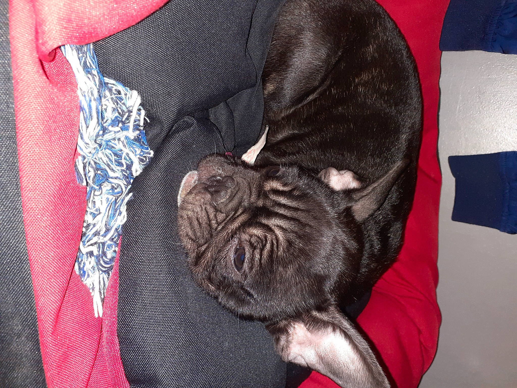 Daryl participe au concours pour gagner de l'argent avec cette photo : canidae, carnivore, companion_dog, dog, dog_breed, fawn, french_bulldog, guard_dog, mammal, neapolitan_mastiff, non_sporting_group, puppy, shar_pei, snout, sporting_group, wrinkle