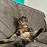 Belle participe au concours pour gagner de l'argent avec cette photo : abyssinian, animal, architecture, armchair, building, cat, chair, couch, cushion, furniture, hardwood, homedecor, indoors, interiordesign, kitten, livingroom, manx, pet, room, wood