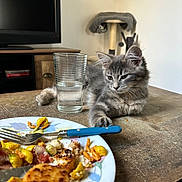 Belle a rejoint le concours — aidez-le/la à gagner de superbes lots ! animal, cat, computerhardware, cup, cutlery, diningtable, electronics, food, fork, furniture, glass, hardware, lunch, meal, monitor, pet, screen, table, tv, wood