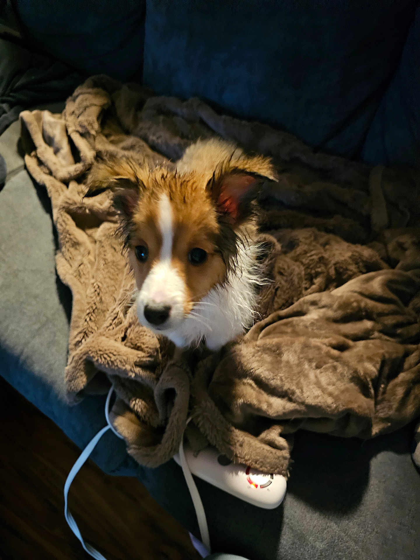Binnington joined the competition — help win amazing prizes! dog, puppy, blanket, couch, wet_fur, brown_and_white, ears, pet, indoor, cozy, looking_up, closeup, living_room, plush_blanket, cable, heating_controller, wooden_floor, sitting, curious_expression, soft_texture