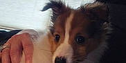 Binnington is registered to the contest to win money with this photo: blinds, close_up, cozy, cuddle, dog, eyes, fur, hand, human, indoor, lap, nose, owner, pet, portrait, puppy, sheltie, sitting, whiskers, window