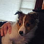 blinds, close_up, cozy, cuddle, dog, eyes, fur, hand, human, indoor, lap, nose, owner, pet, portrait, puppy, sheltie, sitting, whiskers, window